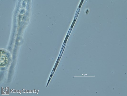 Photo of Pseudo-nitzschia spp. (large-celled)